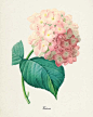 Botanical Print Redoute Flower  hortensia by VisualNature on Etsy