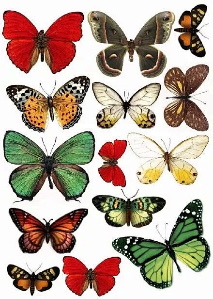 【绘画参考】各种彩色蝴蝶的大集合（动物参...