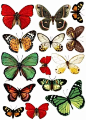 【绘画参考】各种彩色蝴蝶的大集合（动物参考）