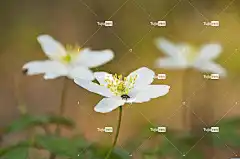 木海葵 开花 美丽的花朵 海葵 花壁纸 花 白色的 自然