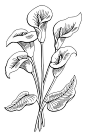 马蹄莲花图形黑白孤立花束草图插图向量插画图片
