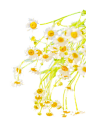 非洲菊雏菊png (3)