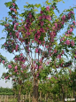 香花槐