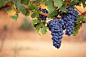 新鲜的葡萄水果高清图片 - 素材中国16素材网