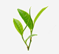 茶叶免抠png素材_新图网ixintu.com