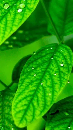 绿叶植物手机壁纸下载_动物植物_手机壁纸_主题之家下载站