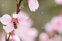蜜蜂在桃