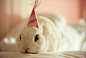 宠物图片：爱化烟熏妆的海棠兔 (17)