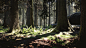 UE4 Conifer Forest, Willi Hammes : Realtime conifer forest  in Unreal Engine 4, all asset created from scratch with the help of photogrammetry and lots of detailing work in 3ds max and Photoshop. Real-time lights with baked GI, runs at 60fps at 1080p. Che