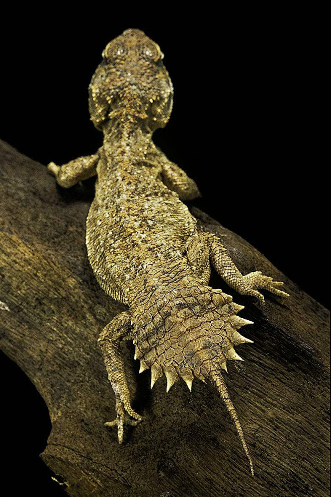 蜥蜴目美洲鬣蜥科盾尾蜥属盾尾蜥