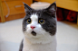 Meet Banye, the Adorably Surprised Cat : Following in the footsteps (or paw prints) of Grumpy Cat and Angry Cat, this Surprised Cat is ready to join the ranks of internet feline royalty. Banye, an 11-year-old British Shorthair from China, has a perpetual 