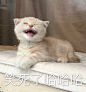 猫咪