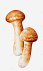 黄色手绘蘑菇高清素材 素食食材 菌类 菌菇手绘 蘑菇 蘑菇手绘 食材 黄色 免抠png 设计图片 免费下载