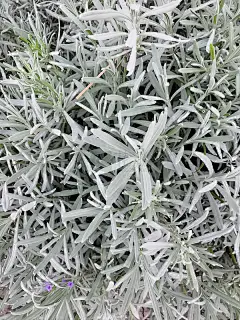 蓝灰色的冬季多刺植物。许多白色的小冷杉树枝