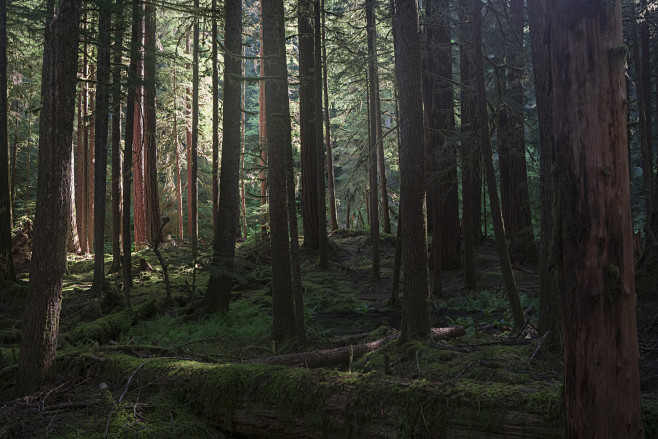 Redwood Grove (2)