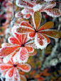 雪寂花枝