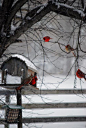 christmas cardinals