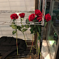rose ​​​​