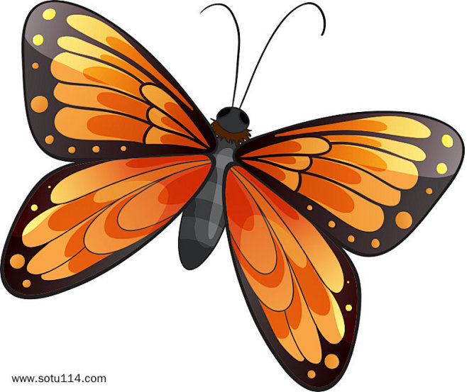 蝴蝶动物卡通美丽