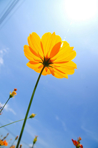 向阳花