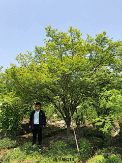 西瓜瓜123采集到植物选型
