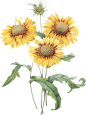 sunflower_0002_12