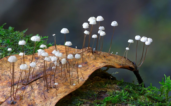 Marasmius sect. Marasmius subsect. Marasmius-花瓣网
