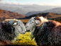 #羊年快乐# 摄影师Ian Lawson拍摄的美丽和神秘的赫德威克绵羊。