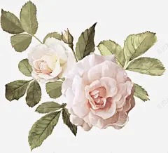 粉色玫瑰花 平面电商 创意素材