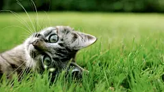 可爱猫咪电脑桌面高清壁纸桌面壁纸4