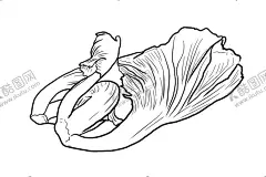 手绘青菜 【酷图网】盖菜,芥菜,潮菜,手绘青菜,青菜,盖菜手绘,手绘盖菜,手绘潮菜,手绘芥菜