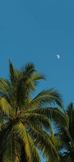 月亮 手机壁纸 背景图 风景