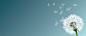 简约背景,蒲公英,蓝色背景,矢量背景,bannner背景,海报banner,文艺,小清新,简约图库,png图片,网,图片素材,背景素材,3787299@北坤人素材