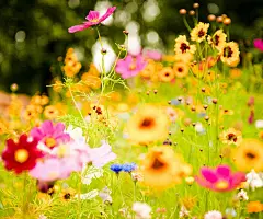 唯美清新自然风光 安卓高清手机壁纸推荐