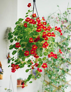 Ilenyarter采集到参考 花的姿态