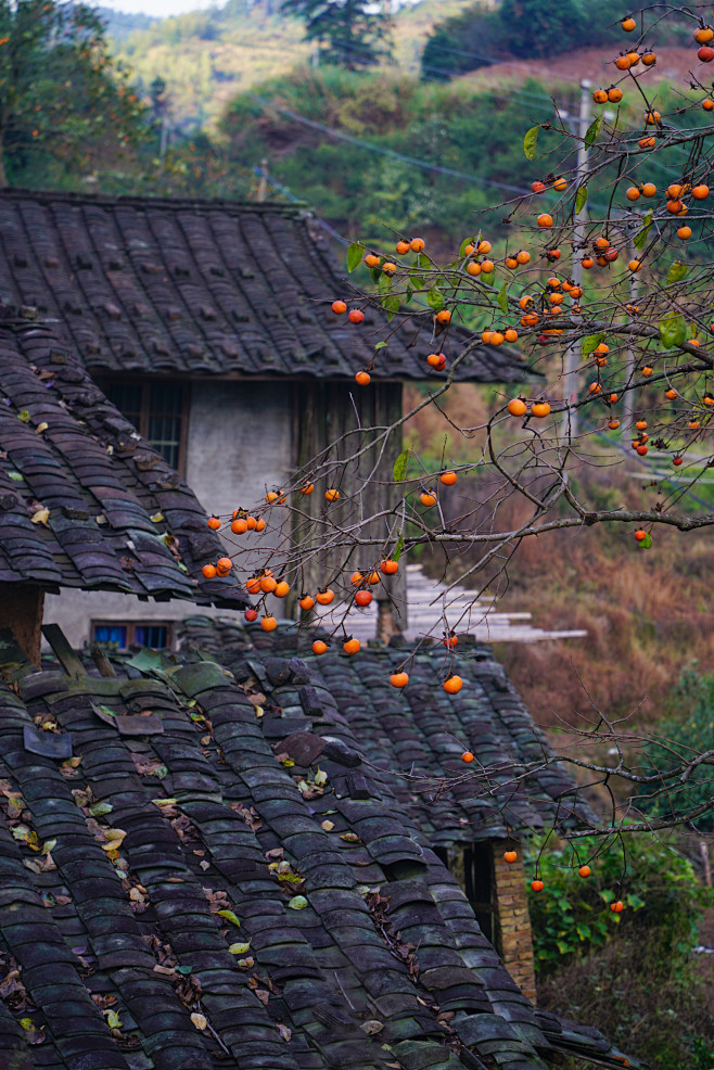 福建戴云山