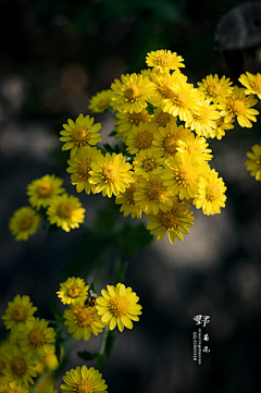 YANHUN手绘板采集到花艺