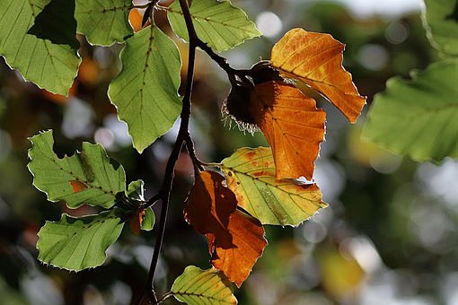 beech-leaves-4524614...