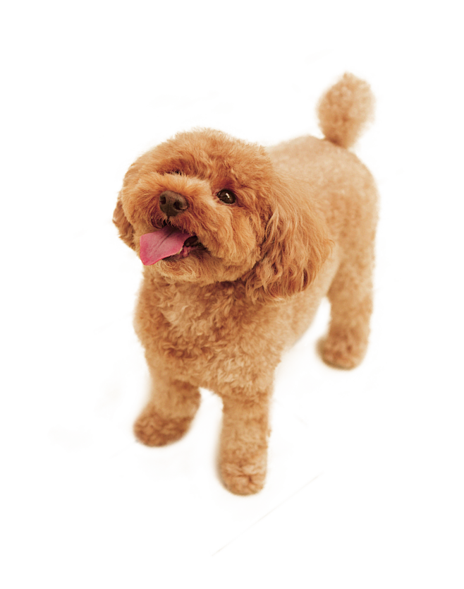 泰迪成犬