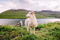 Photo by Kasper Lau on Unsplash : White sheep on the Faroe Islands with grass and mountains in the background. Download this photo by Kasper Lau on Unsplash