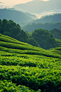 茶叶春天茶树摄影图