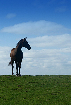 ——雷——采集到马——力量、速度、自由、飘逸、感性