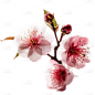 浪漫粉色樱花花朵
