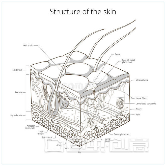 皮肤结构 - 搜索结果 - 图虫创意图库...