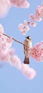 樱花 (1)