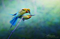 Sasi-smit：浓郁色彩美如油画的鸟类摄影_组图-蜂鸟网