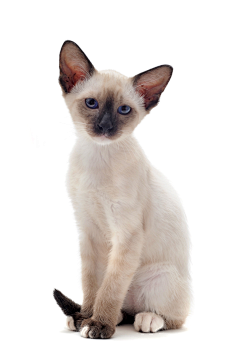 慕小鱼采集到猫砂