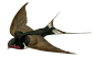 中国风古风水彩手绘燕子鸟透明免抠PNG图案 PS合成设计素材 (149)