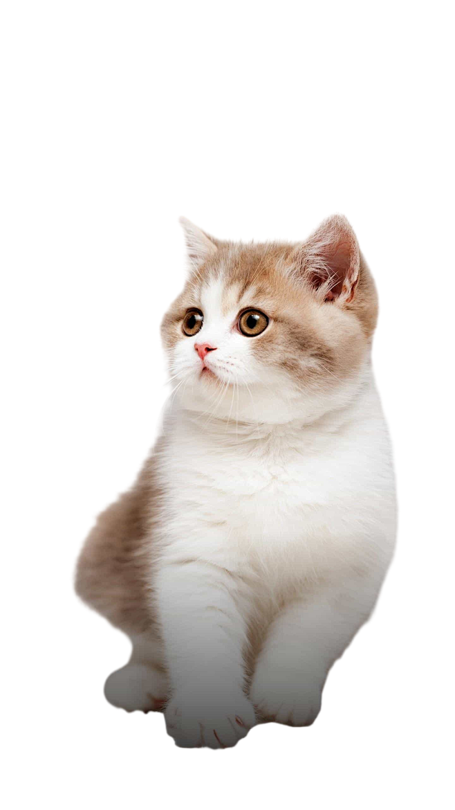 小猫4