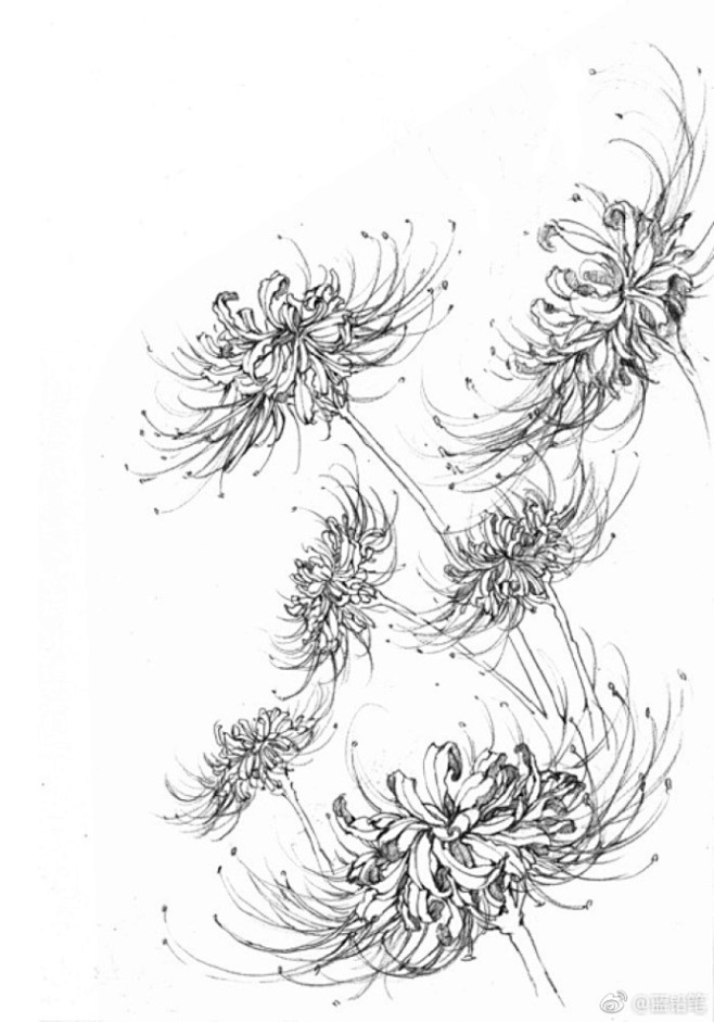 彼岸花、曼珠沙华素材 画古风怎么能少了它...